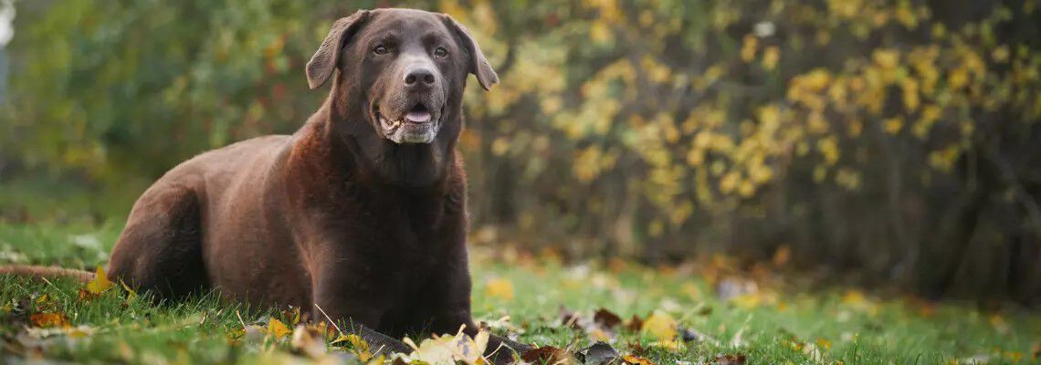 Wat is de beste senior hondenvoeding?